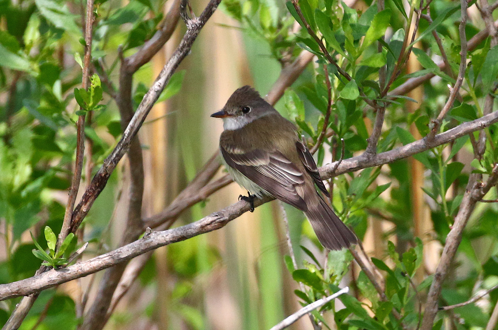 Willow Flycatcher