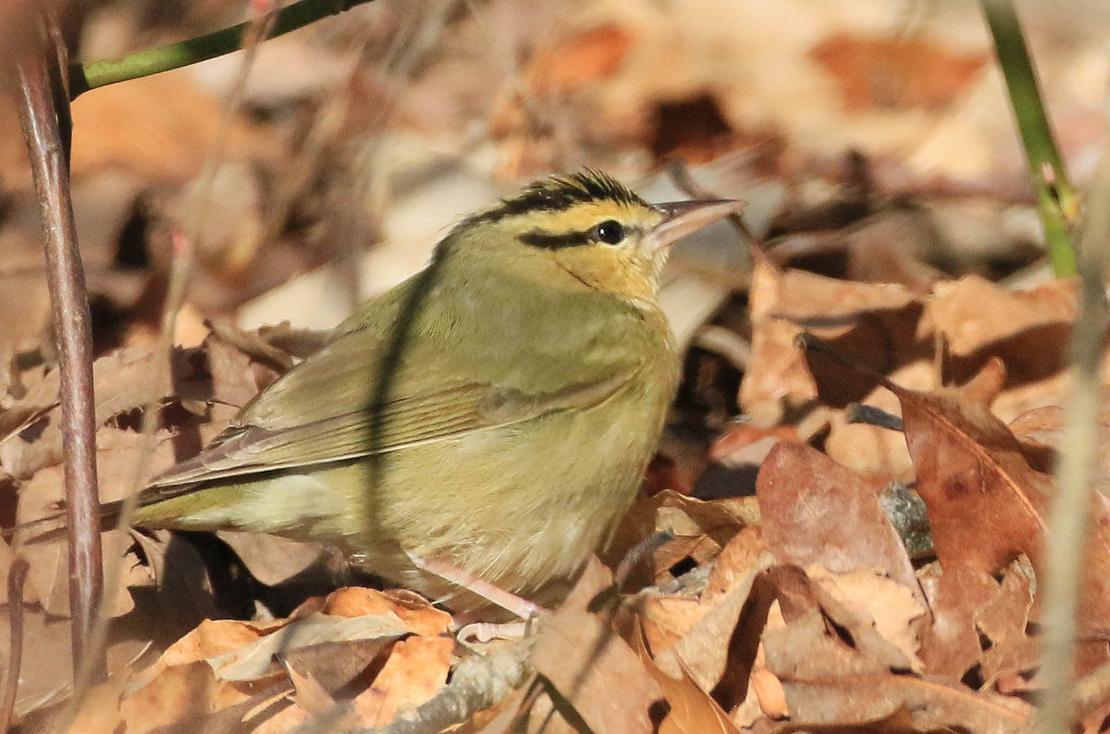 Worm Eating Warbler