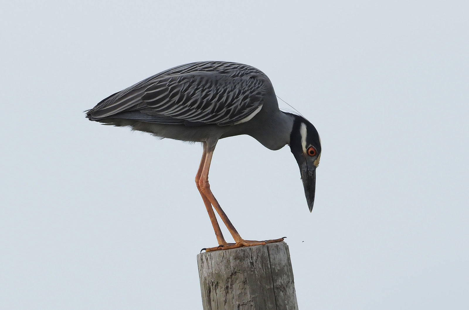 Yellow Crowned Night Heron