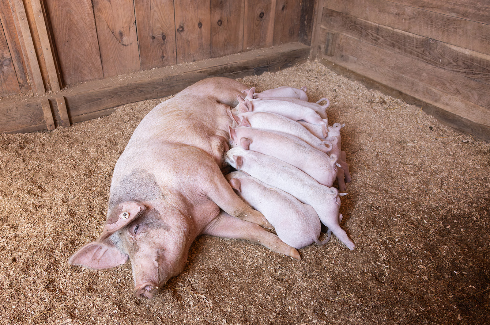 Piglets are hungry.