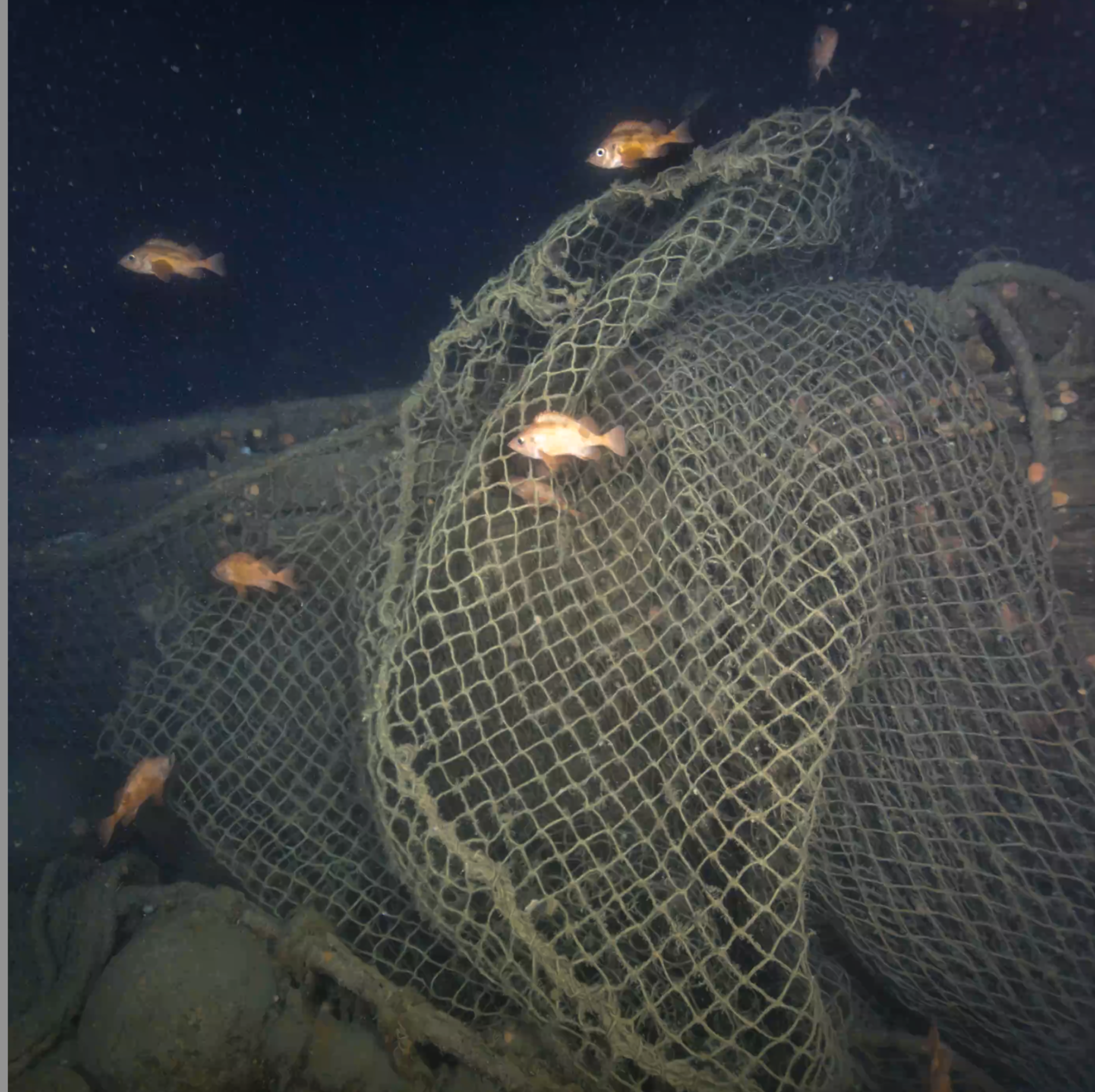 Fish swim around nets on Quest.
