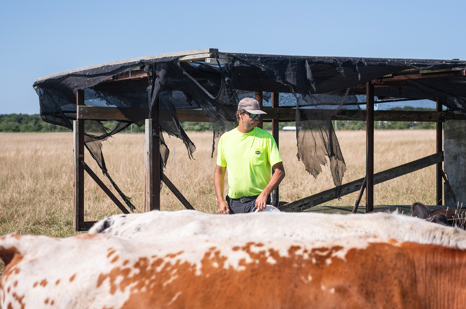 Dan Athearn keeps an eye on his cattle.