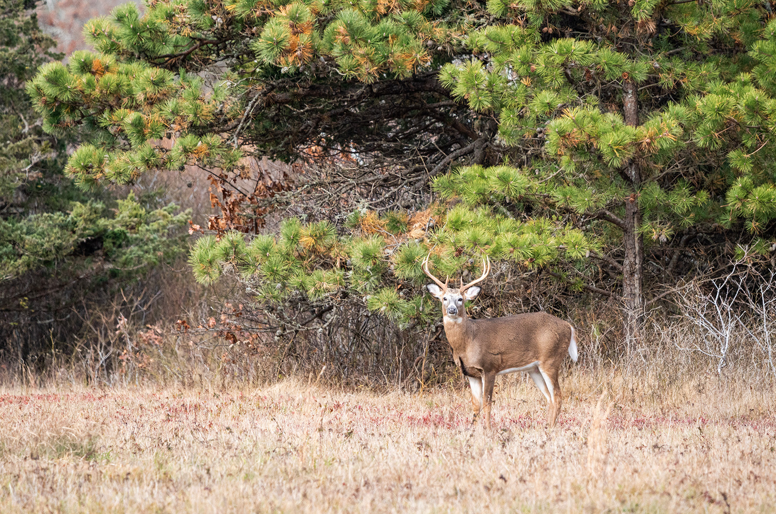 Deer Drone Survey Set to Start