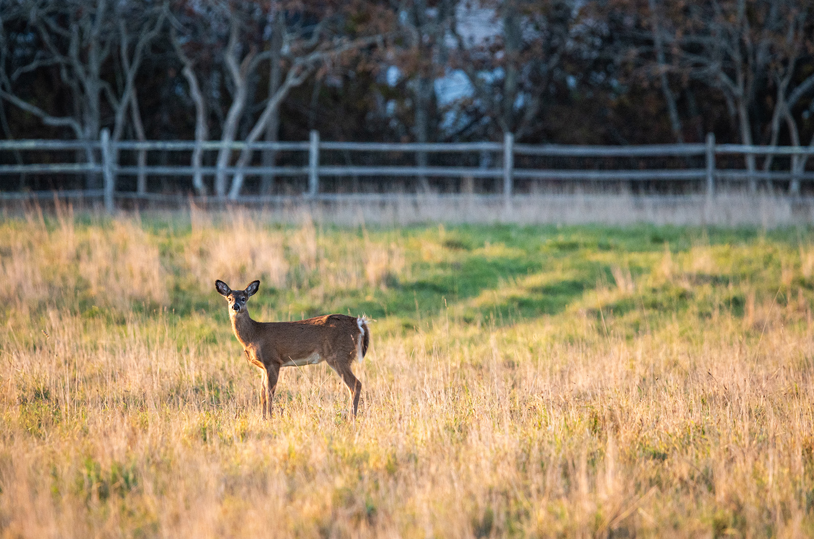 Just a few days in and hunters have shot 40 deer.