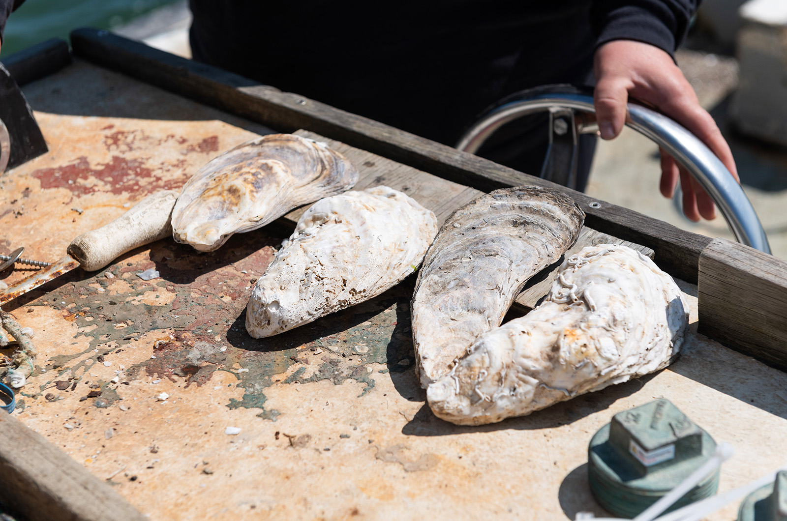 When left alone, oysters can grow quite large.