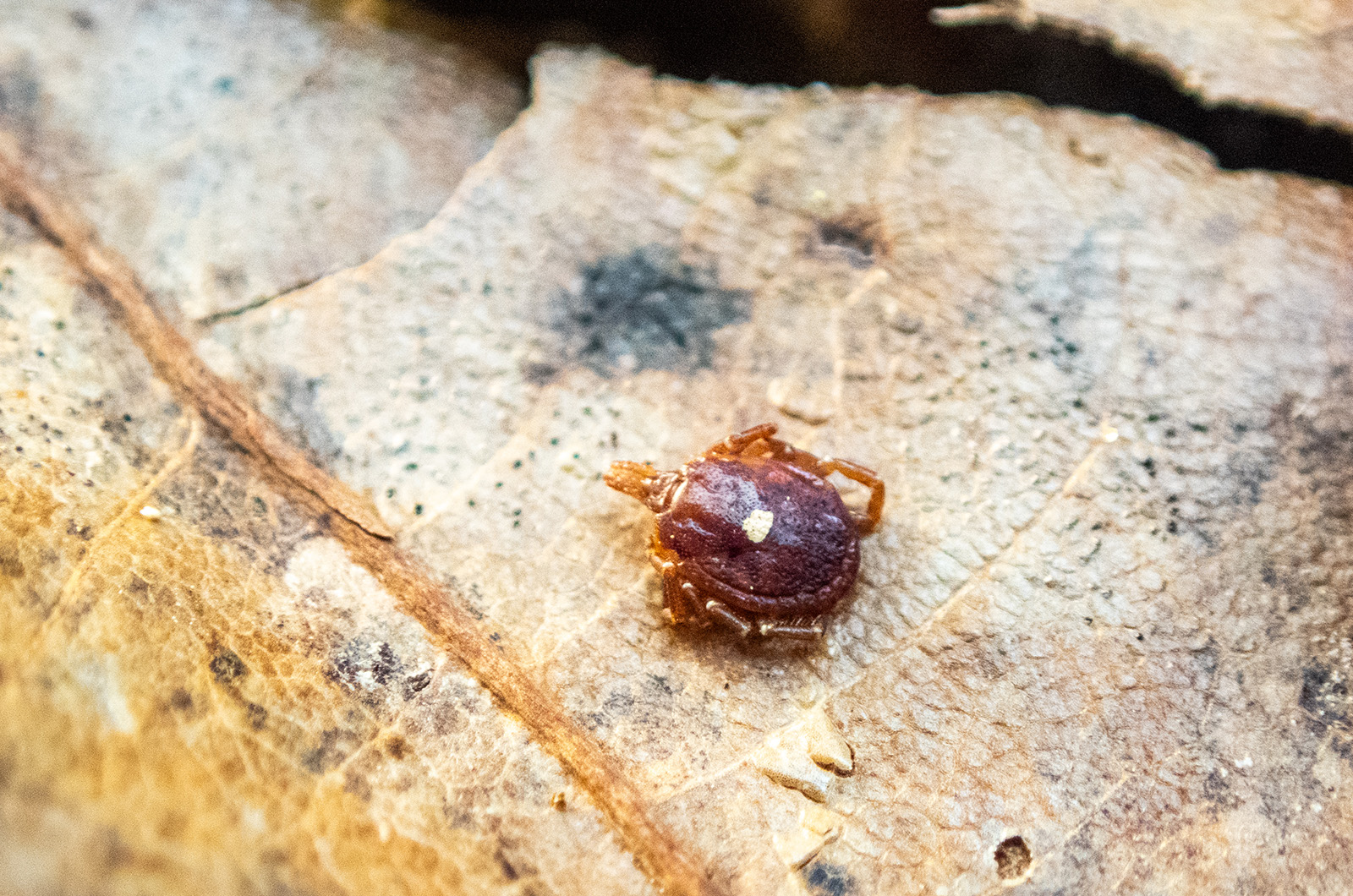 Lone star ticks have become a part of life on Chappy.
