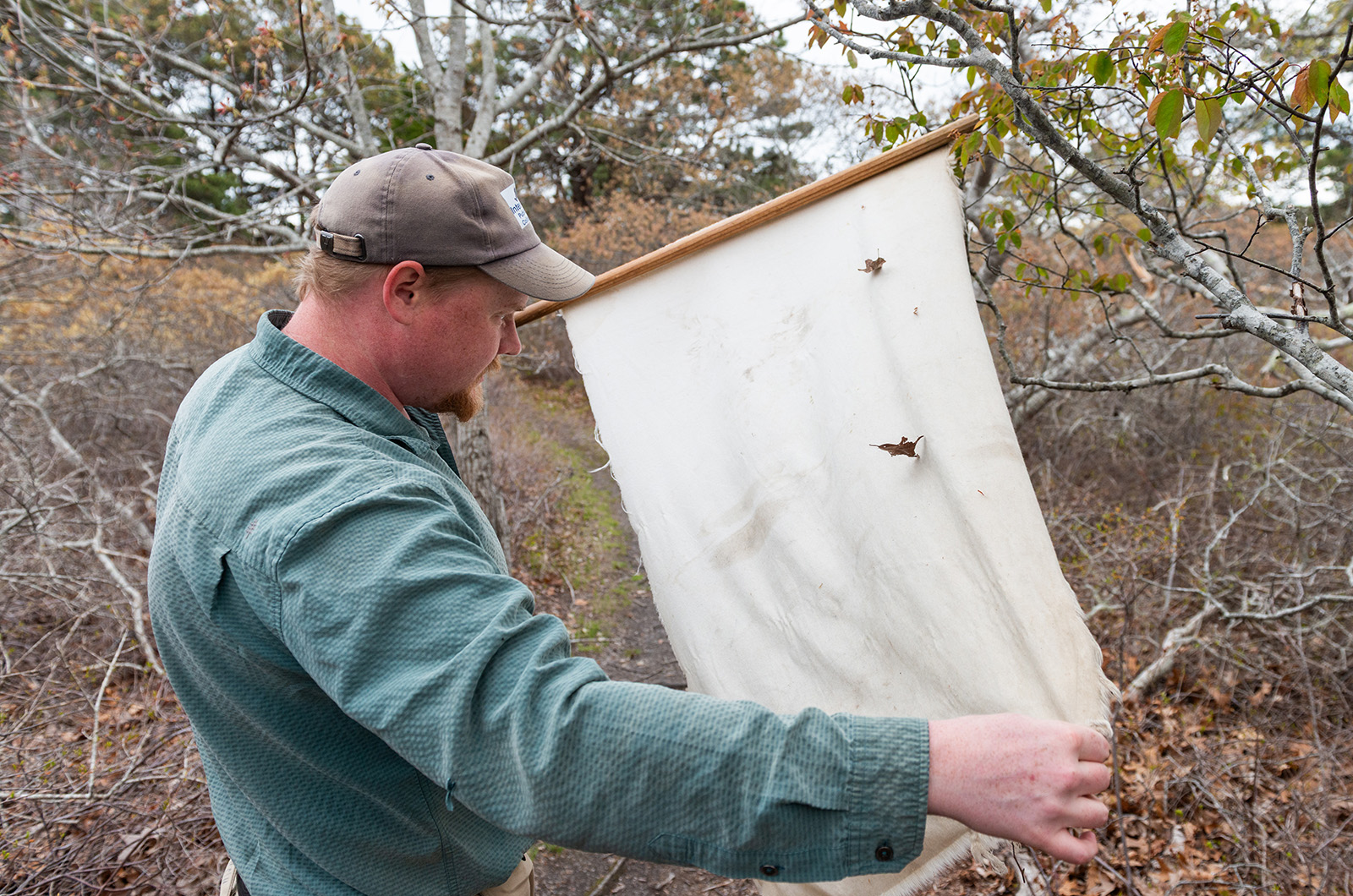 Patrick Roden-Reynolds conducting a tick sweep.
