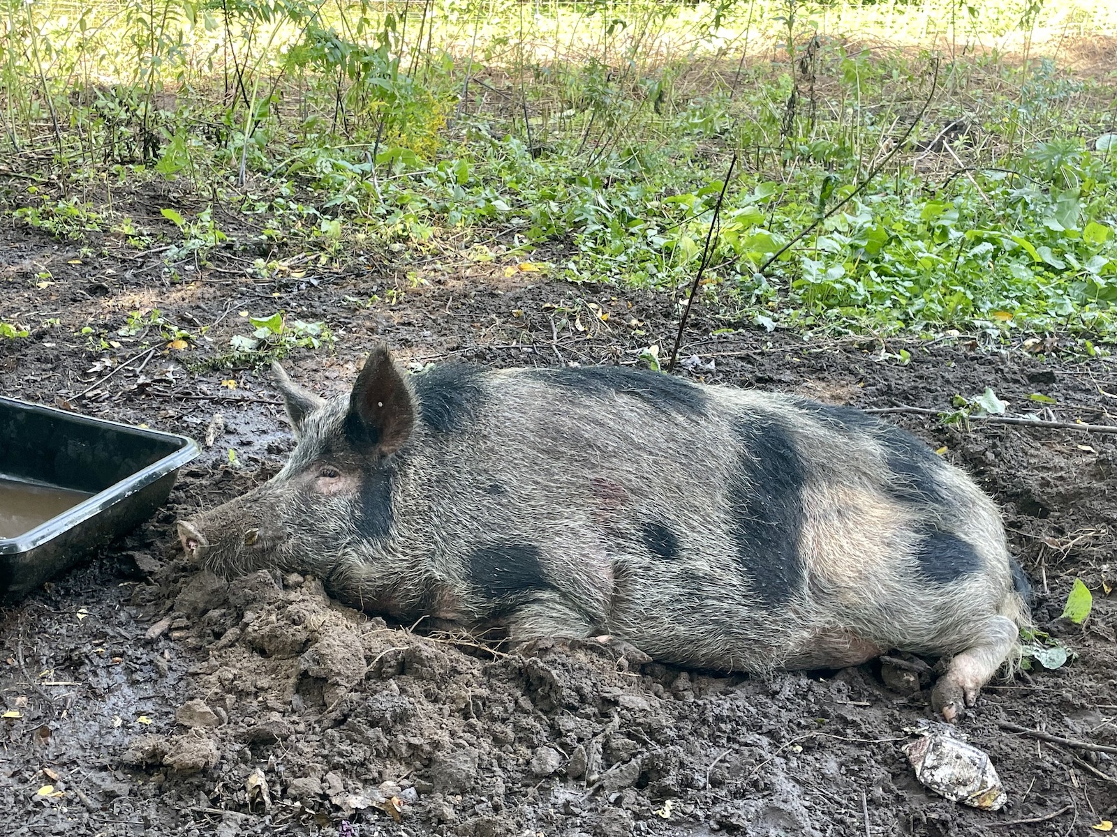 A much-needed rest after a month on the lam.