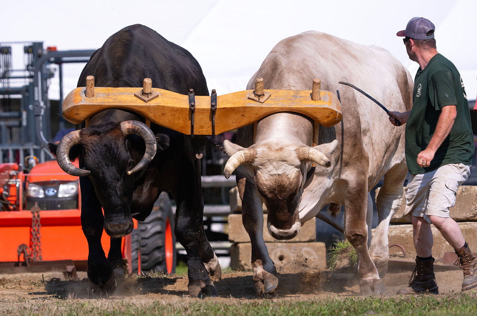 Taming a team of oxen.