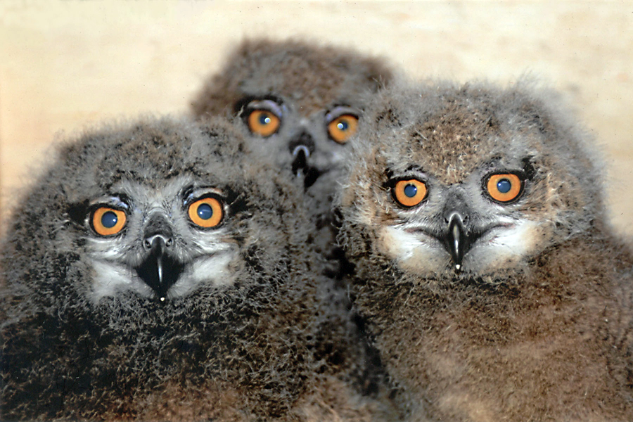 Eagle Owl Fledglings birds chicks