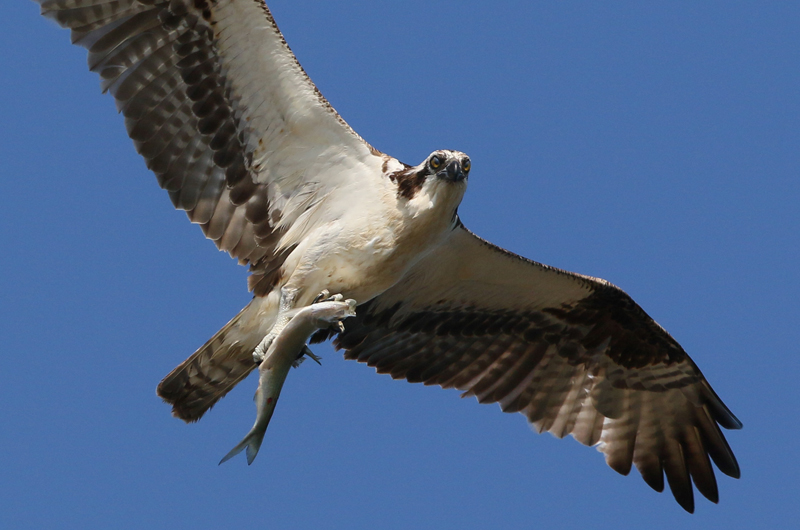 https://vineyardgazette.com/sites/default/files/downloads/lm_bird_news_osprey.jpg