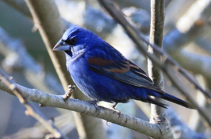 The Vineyard Gazette - Martha's Vineyard News | Bird Sightings on ...