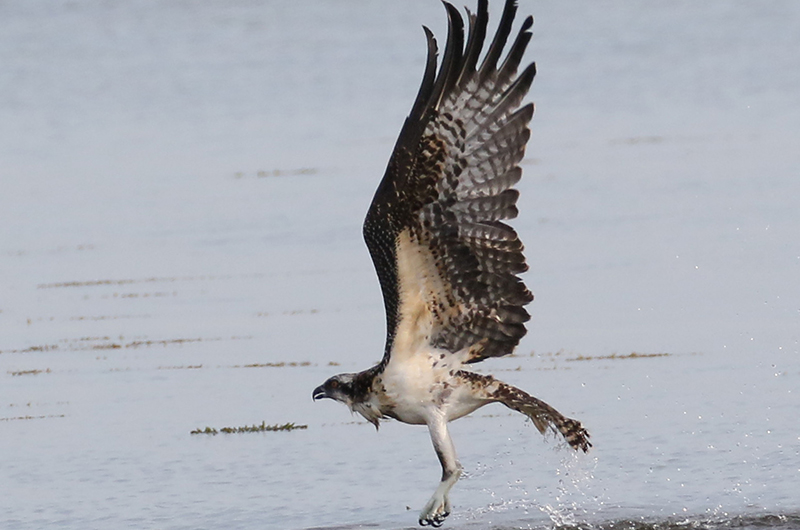 The Vineyard Gazette - Martha's Vineyard News | Bird Sightings on ...