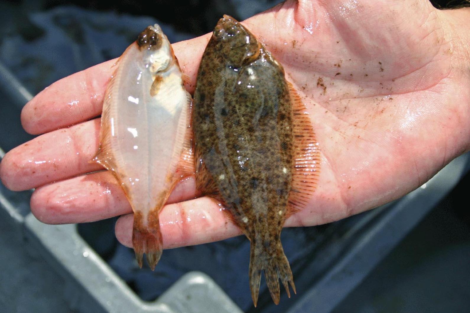 PUBLIC FEEDBACK ON RECREATIONAL SUMMER FLOUNDER AND SCUP! - The Fisherman