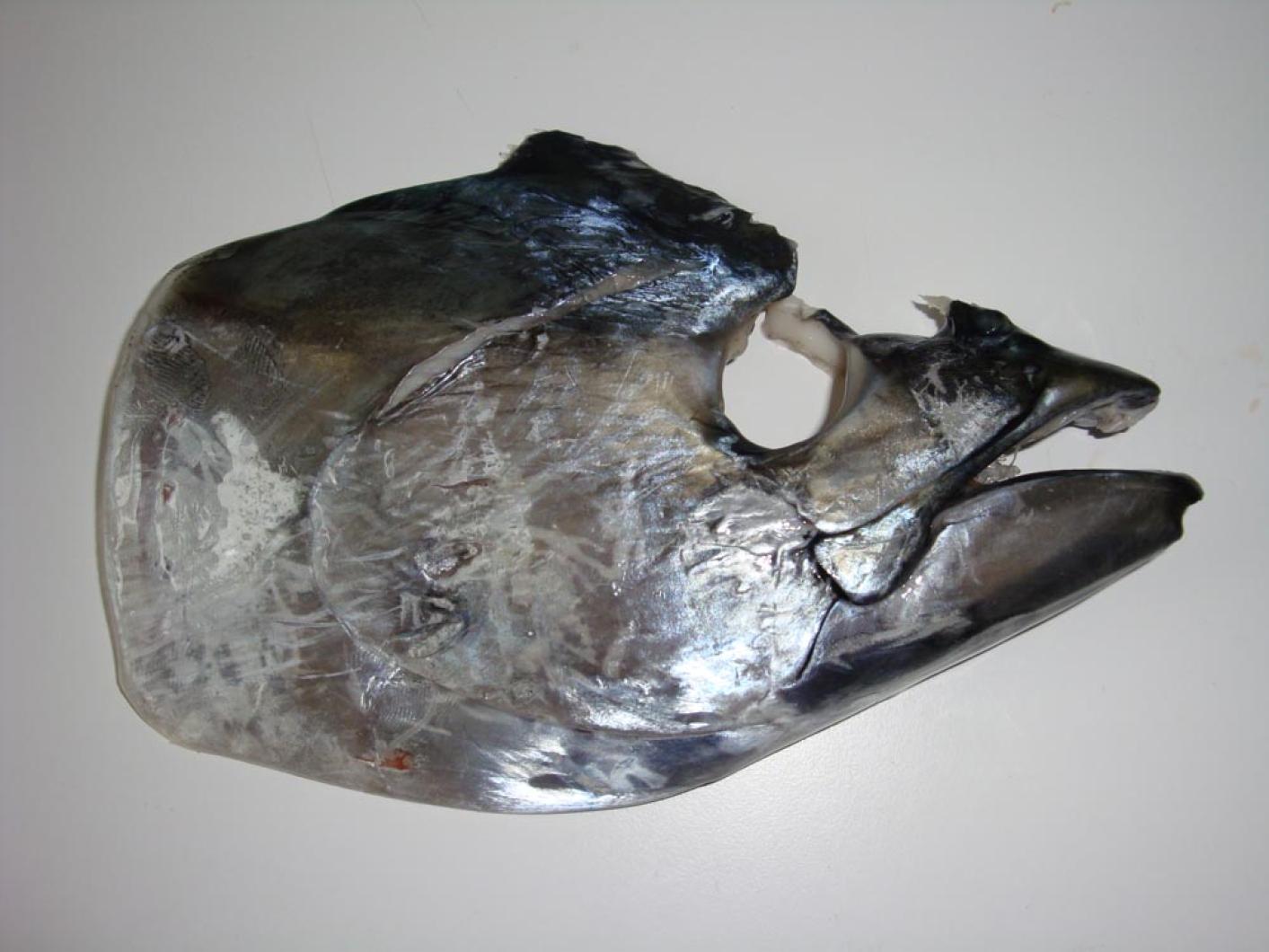 fish head