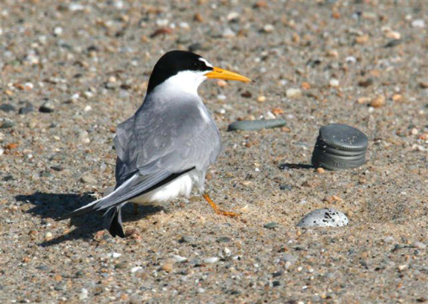 Least Tern