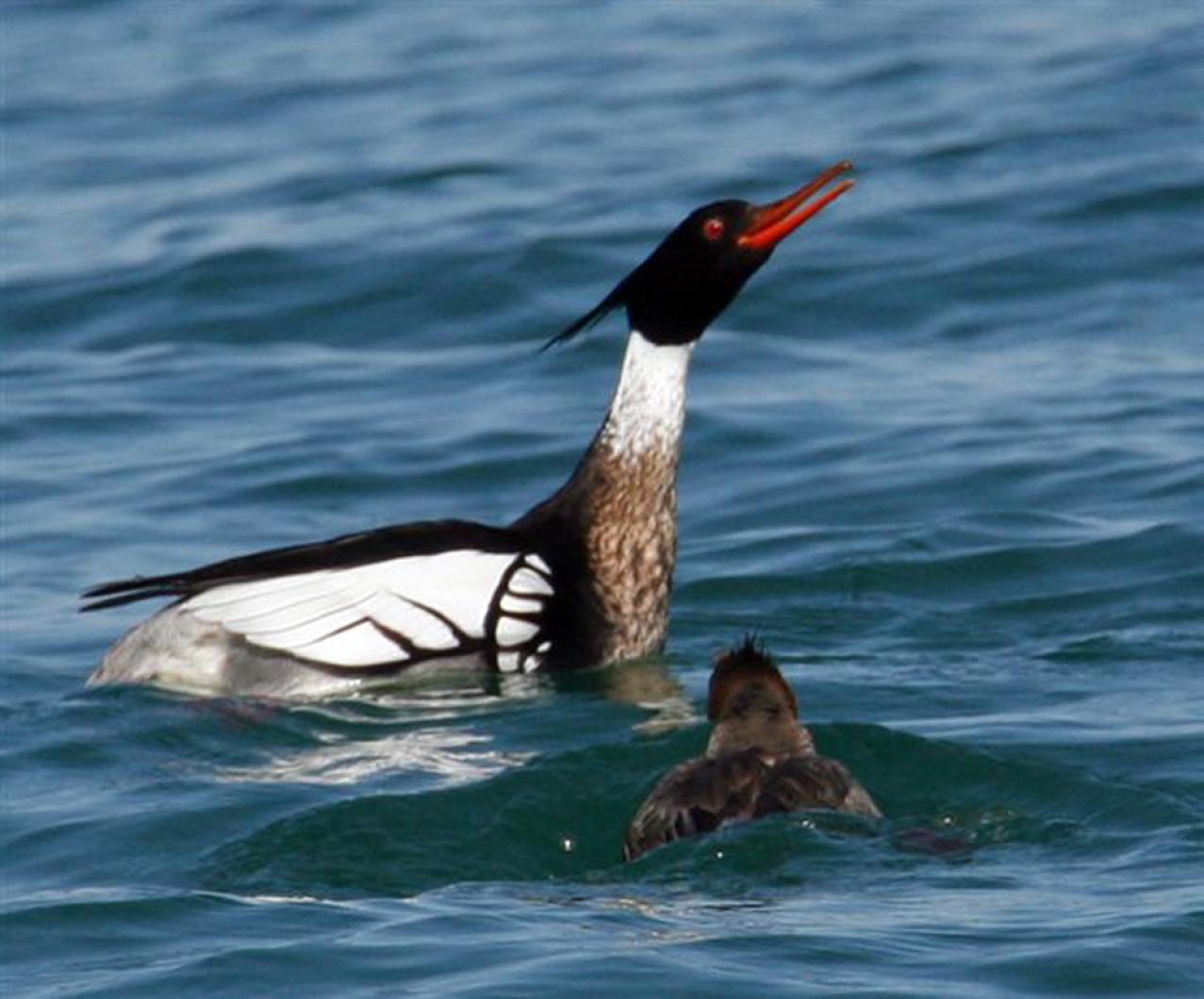 mergansers