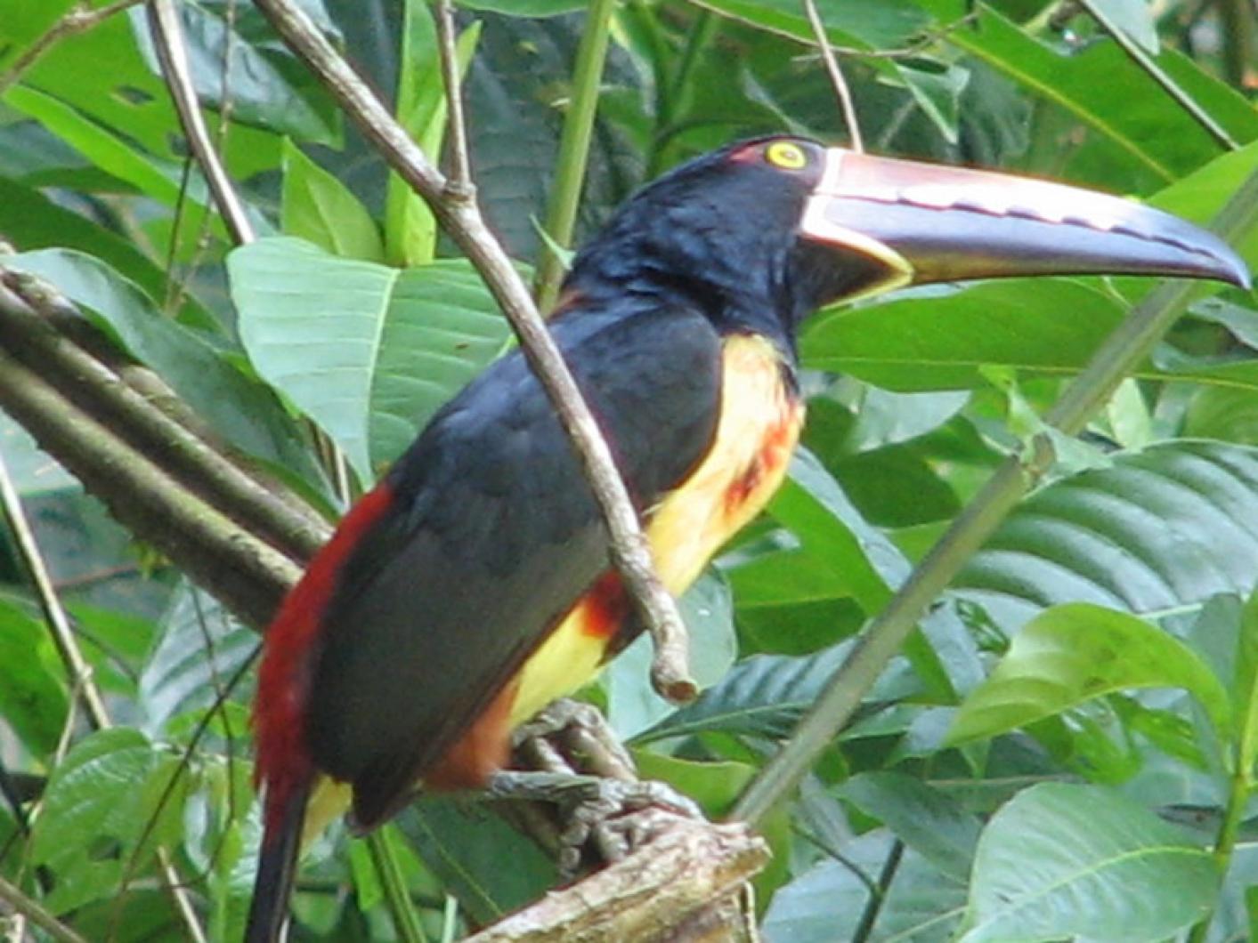 collared aracari bird