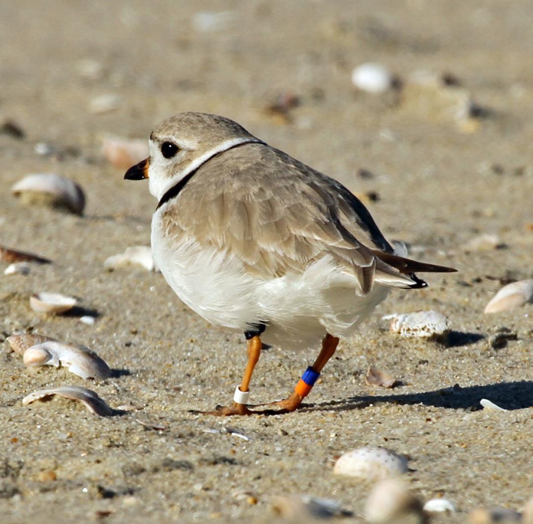 piping plover,