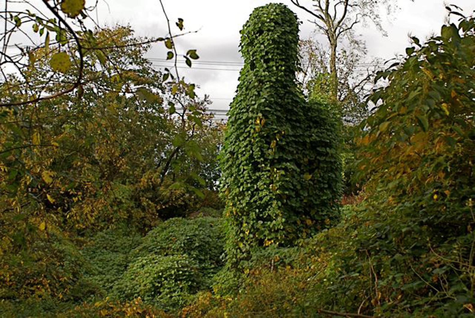 Kudzu