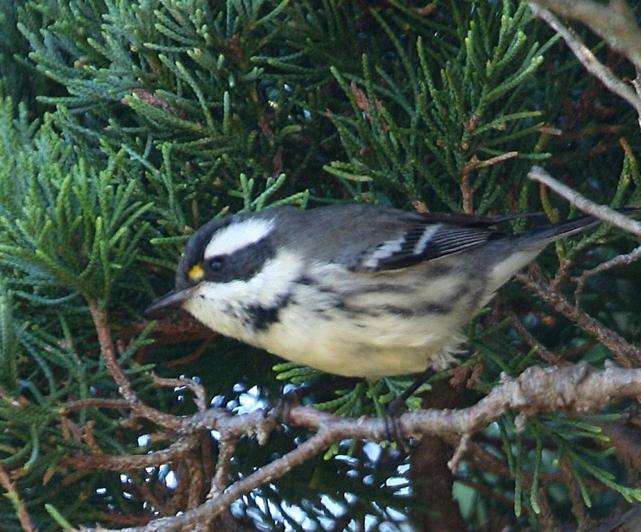 black-throated gray warbler