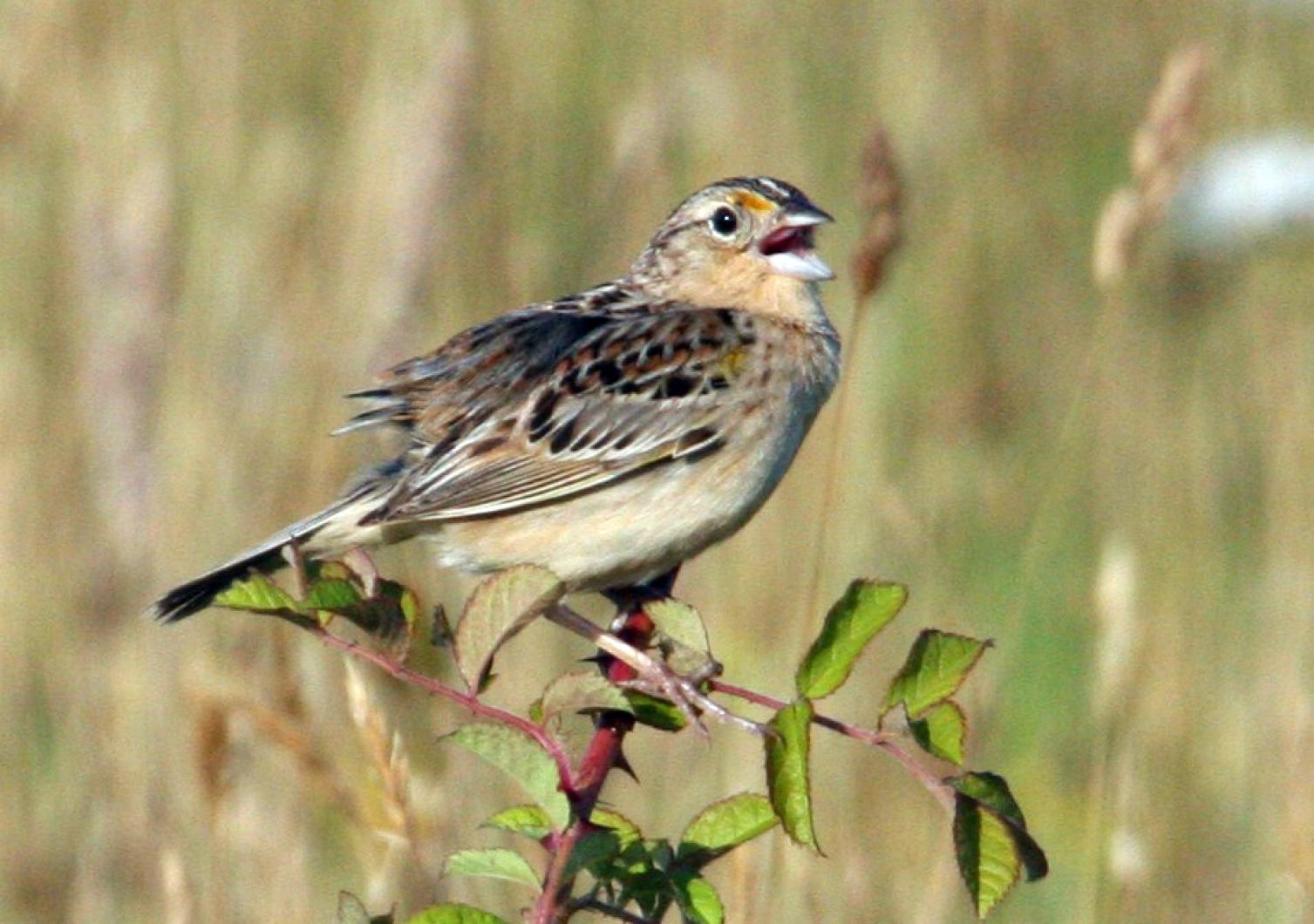 grasshopper sparrow