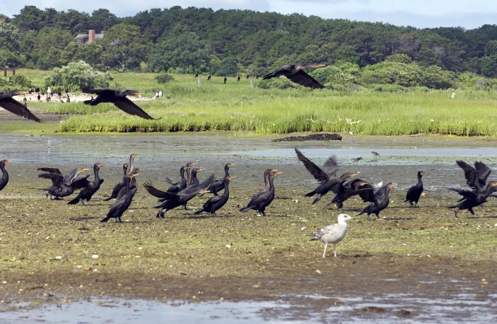 cormorants