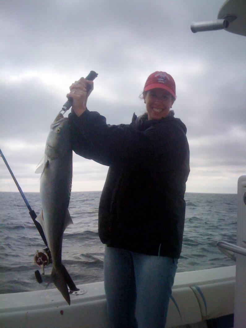 bluefish