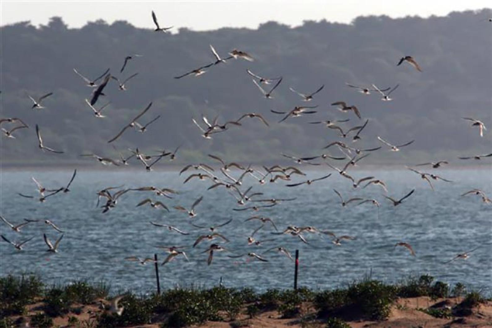 terns ocean flock