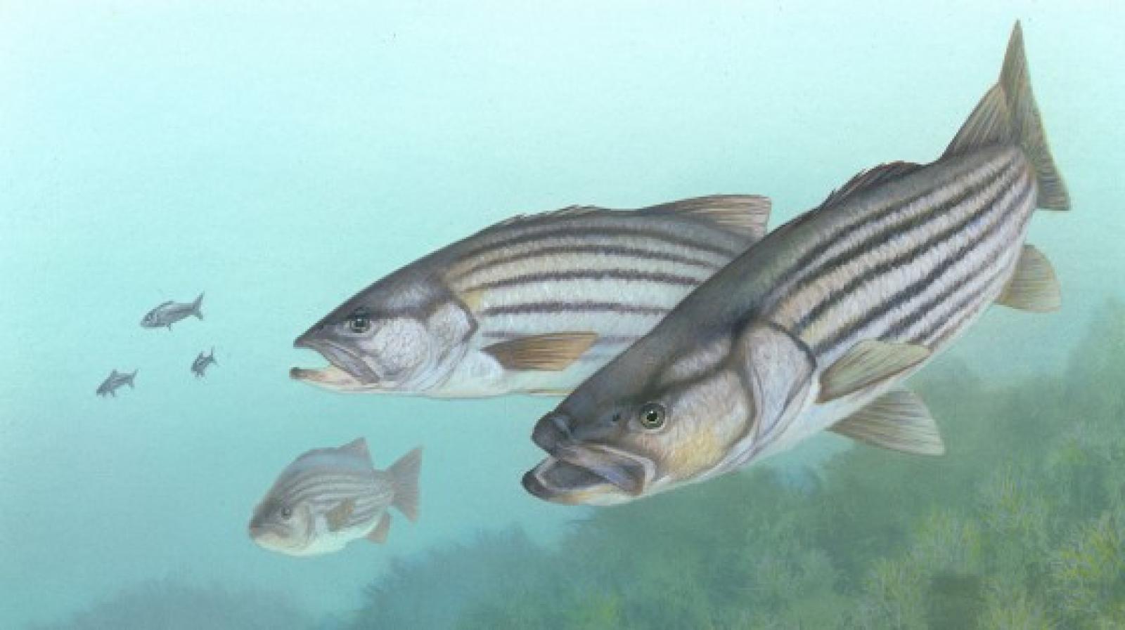Stripers Forever calls for 10-year moratorium on striped bass - The  Martha's Vineyard Times