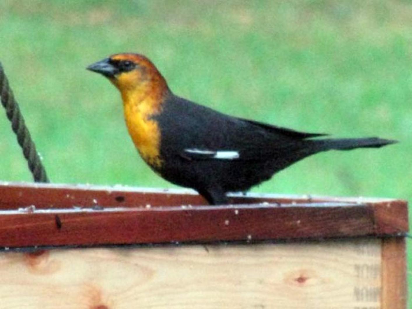 Yellow Headed Black bird