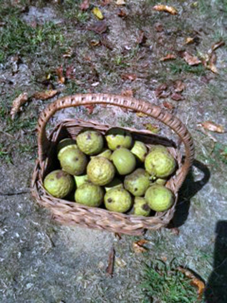 Black walnuts basket