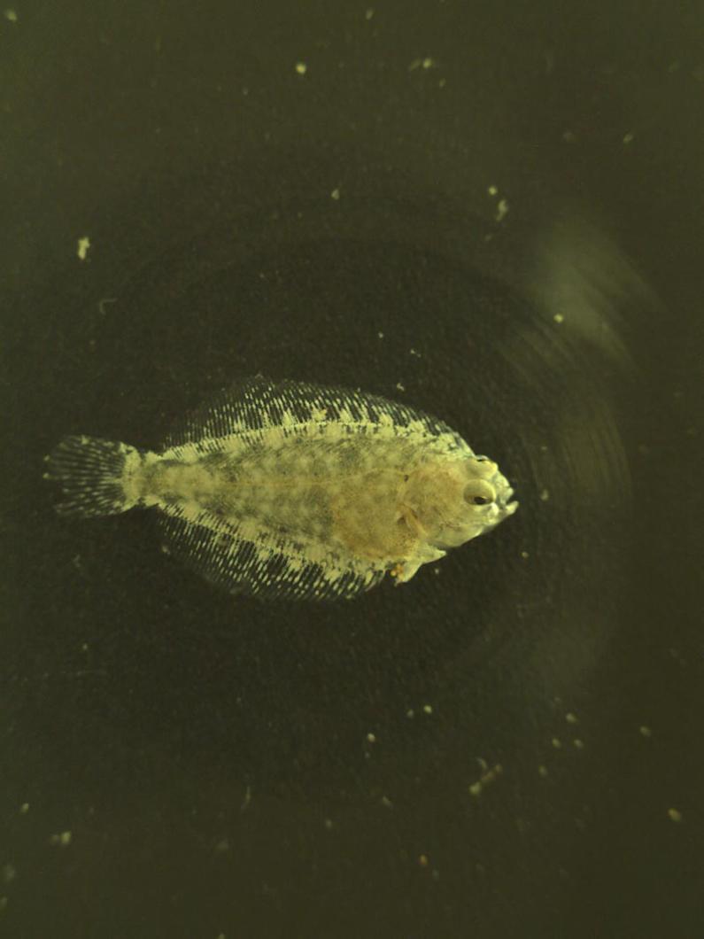 baby flounder