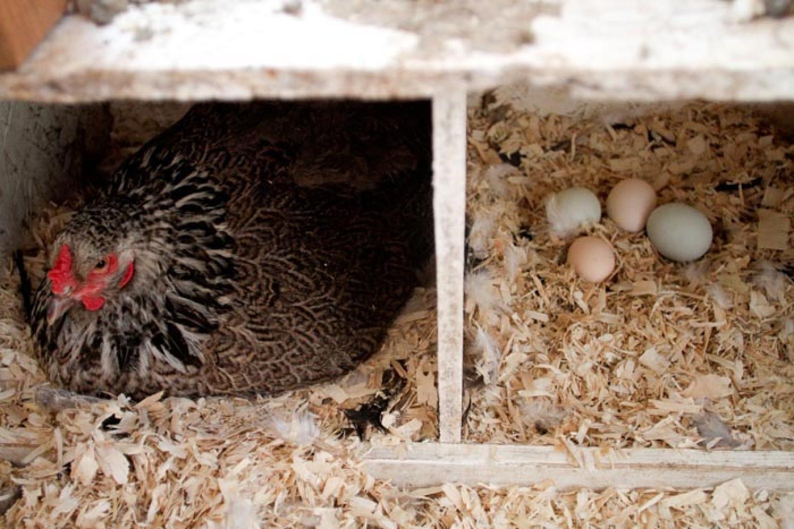 hens coop eggs
