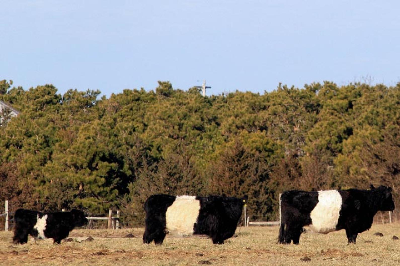 belted galloway cows field trees