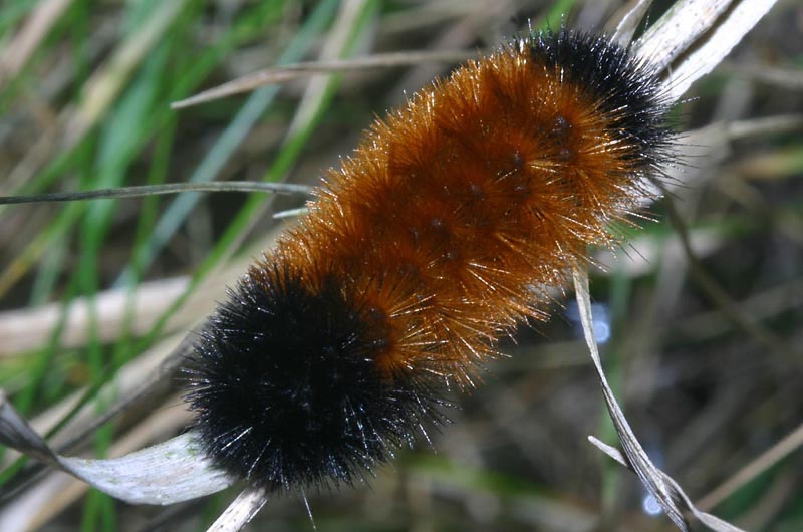 Woolly bear caterpillar