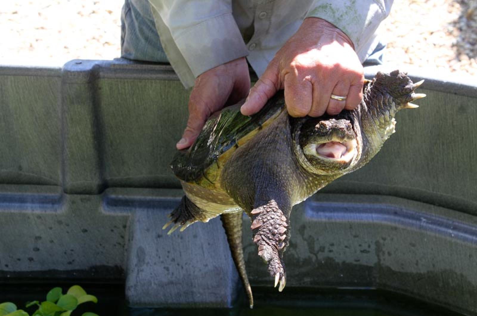 Snapping turtles have retractable necks. 