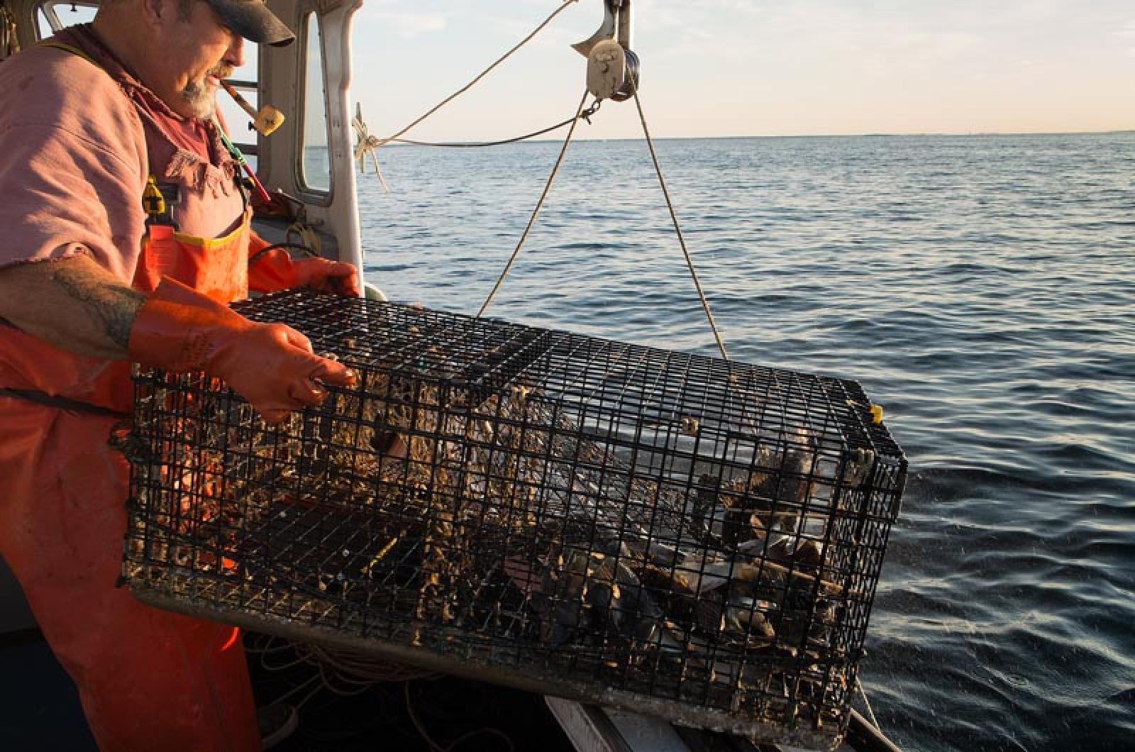 Black sea bass gobbling up lobsters - The Martha's Vineyard Times