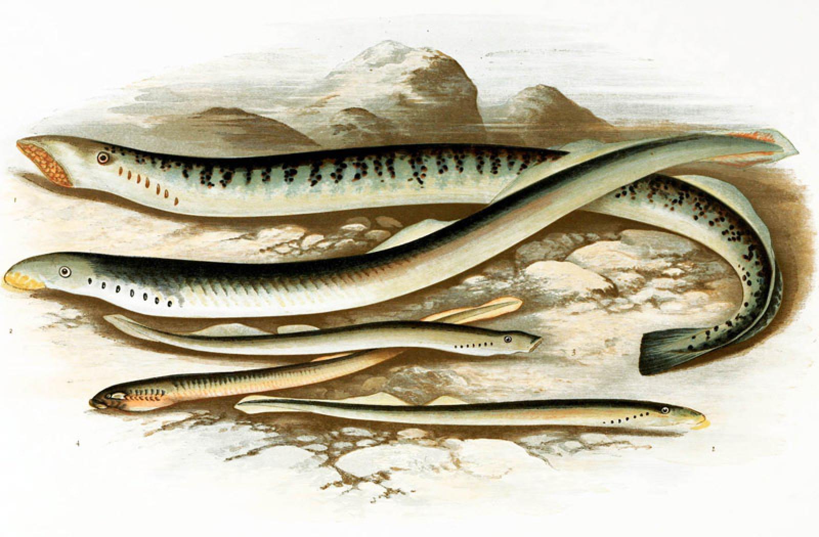 Life And Times Of The Ancient Lamprey, What Class Are Lampreys In