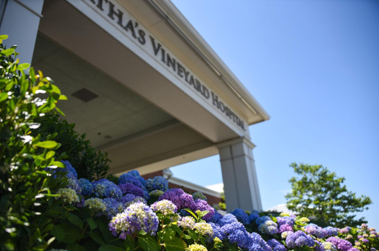 The Vineyard Gazette Martha S Vineyard News Hospital Faces   Js Hospital Hydrangea 