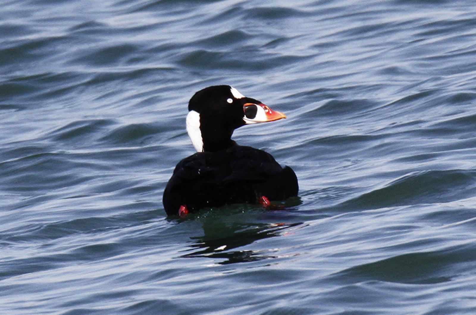 bolsagu duck bolsa canada