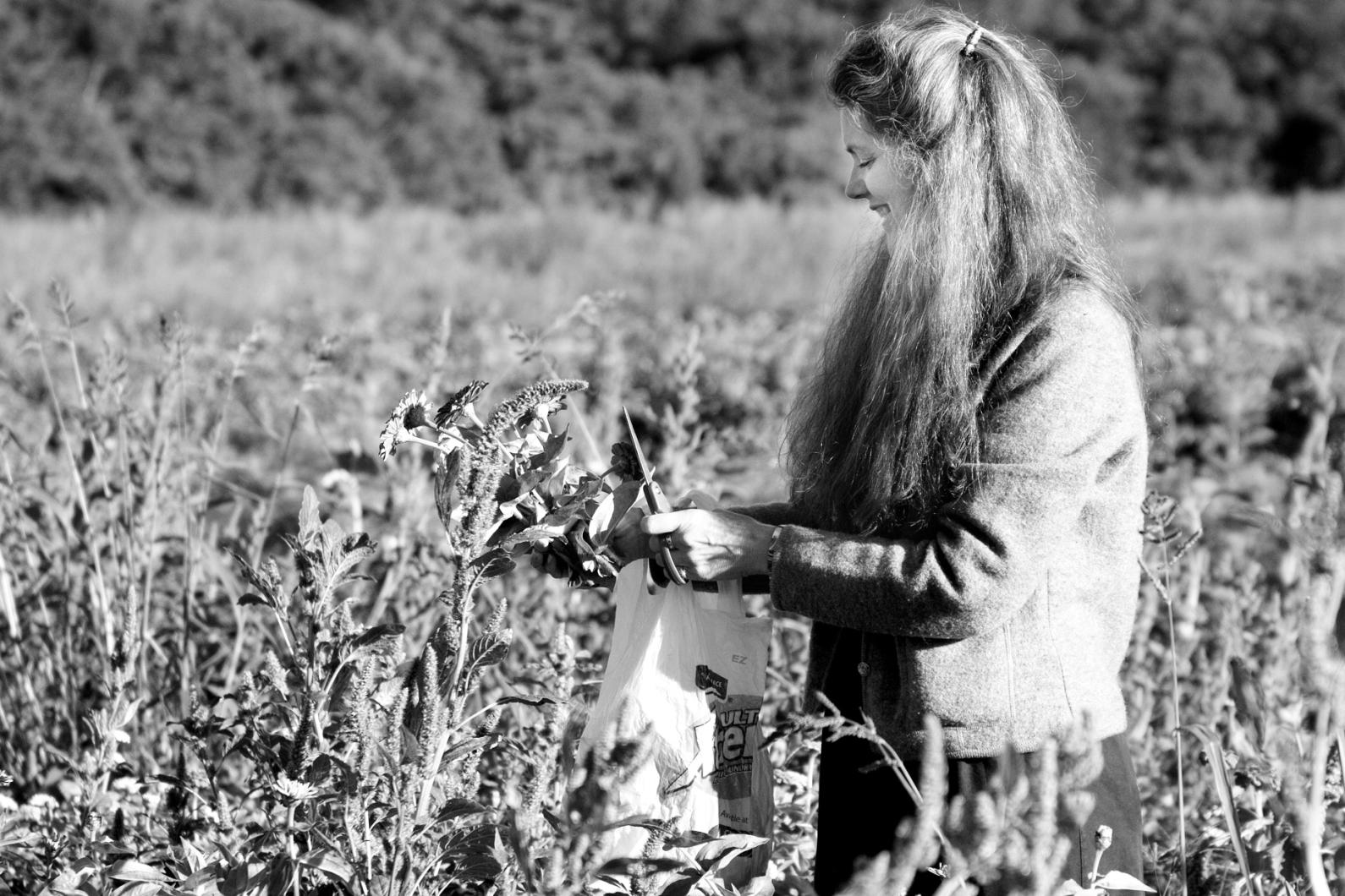 Betsy Smith cuts flowers at Thimble Farm