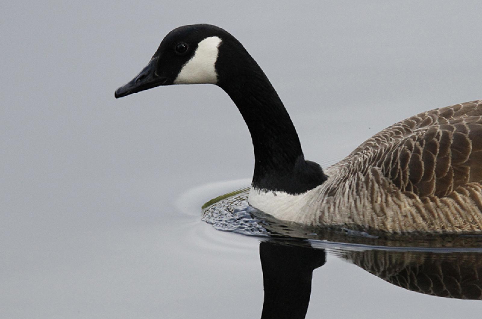 Canada goose bird clearance song