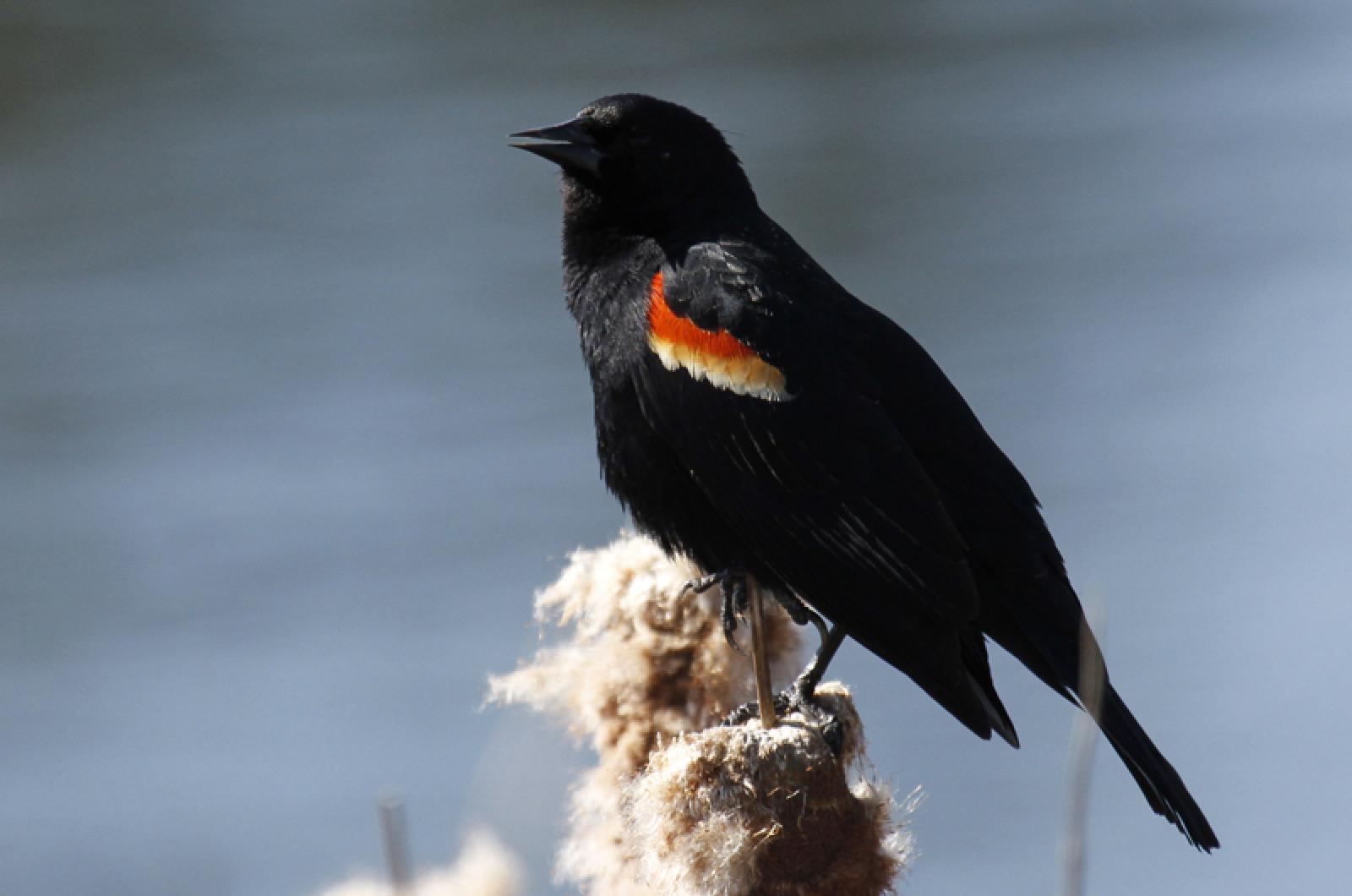 A red-winged blackbird perches