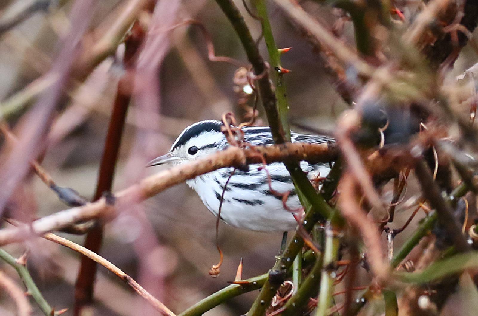 Black and white warbler photo by Lanny LcDowell