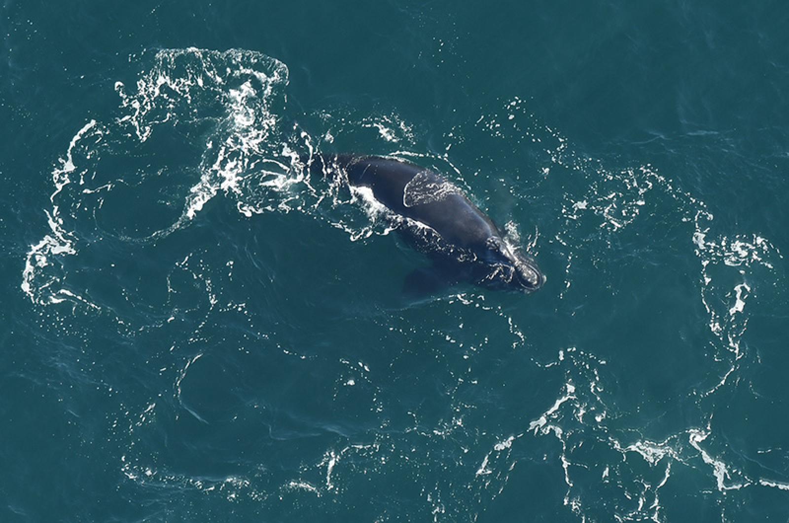 The Vineyard Gazette - Martha's Vineyard News  Right Whales Increase  Activity in Ocean Waters Slated for Offshore Wind Farms