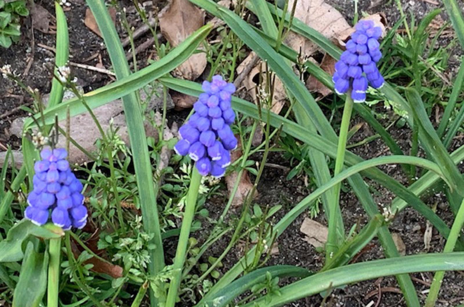 Are grape hyacinths deals poisonous to dogs