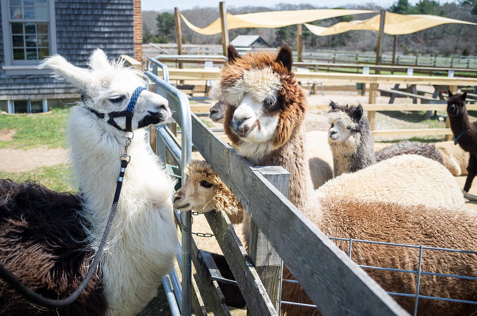 The Vineyard Gazette Martha s Vineyard News Llamas With a