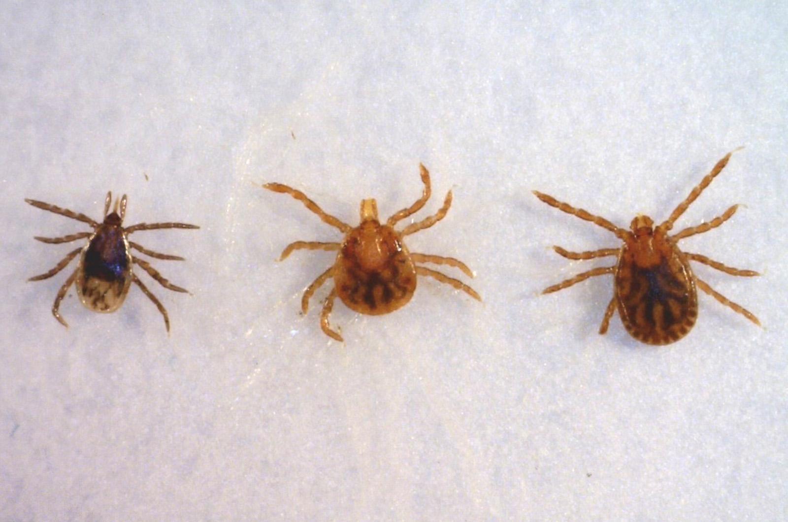New Invasive Tick Population Is Small, But Continues to Grow