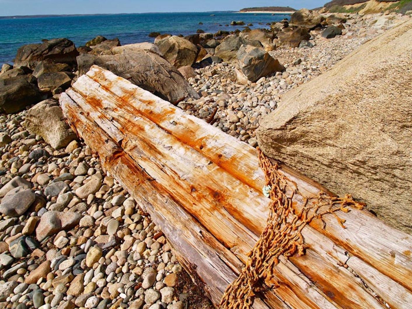 driftwood at cedar tree neck